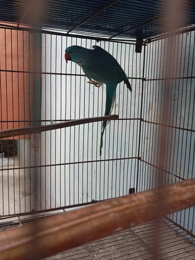 Blue ringneck male for sale