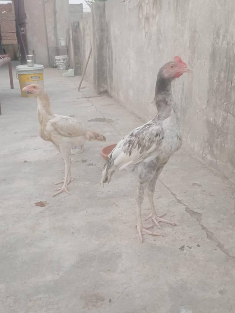 Aseel pair 0
