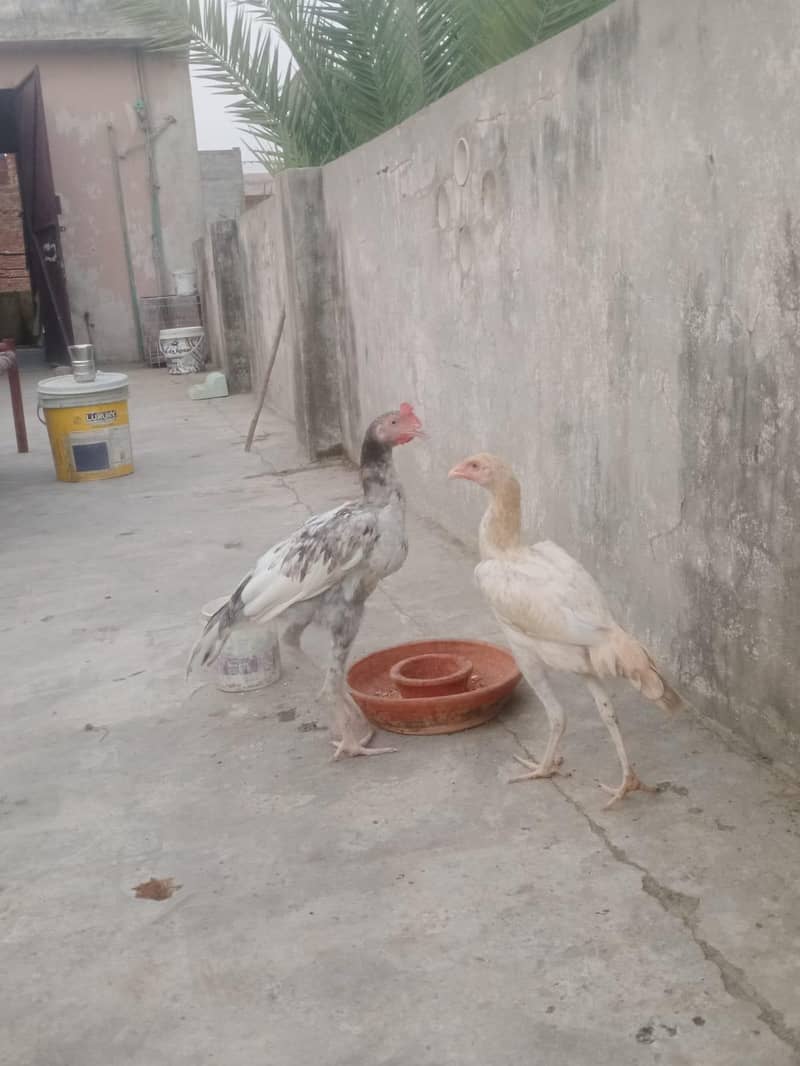 Aseel pair 7