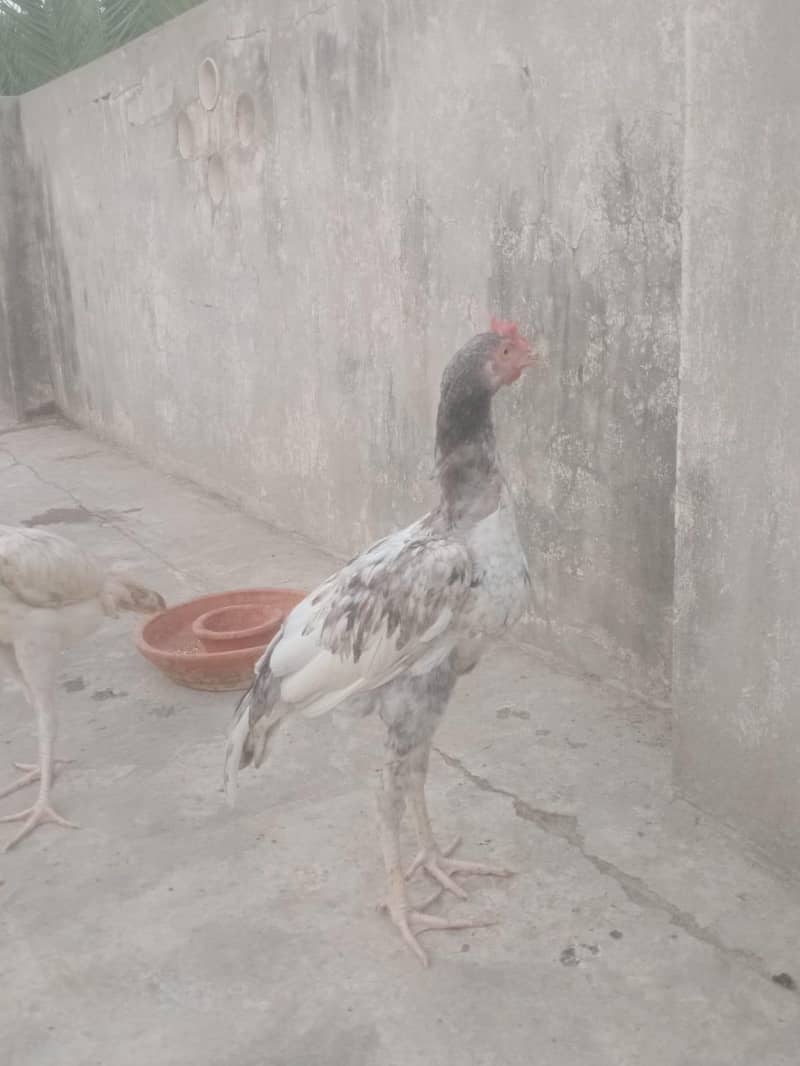 Aseel pair 11