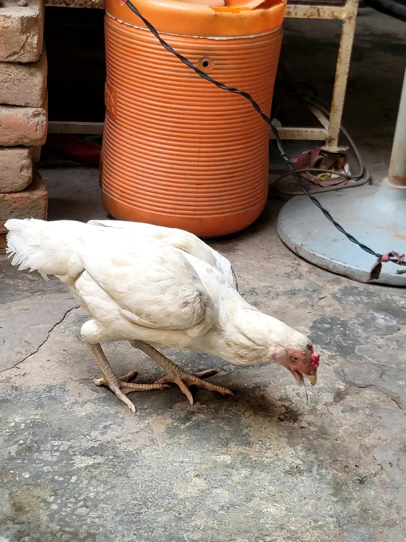 hera Madi for sale 03708363723 — photo 6