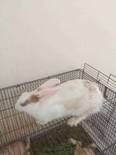 new Zealand Rabbit