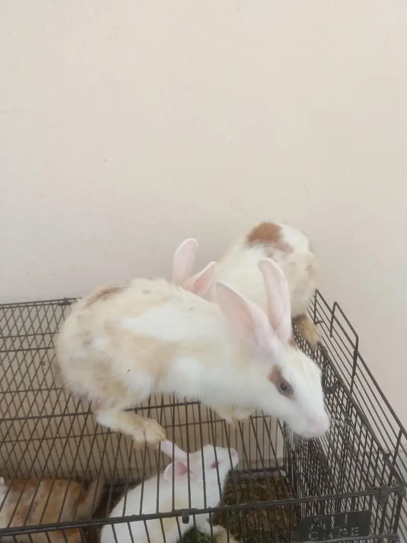 new Zealand Rabbit — photo 2