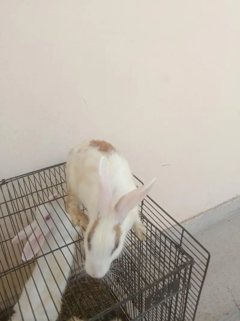 new Zealand Rabbit — photo 3