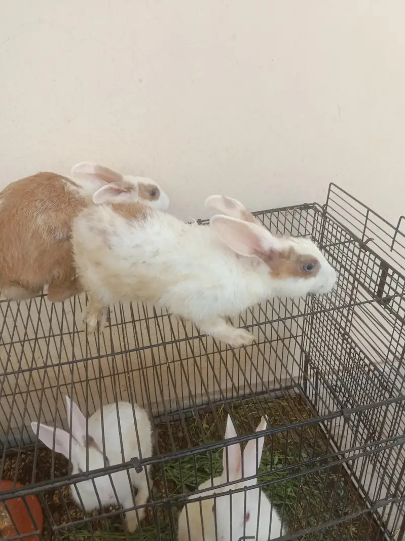 new Zealand Rabbit — photo 4