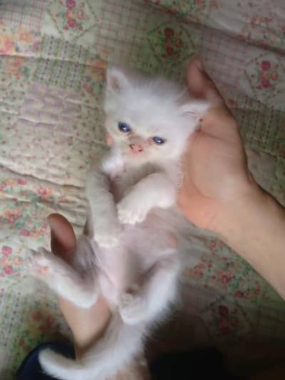 innocent,, naughty