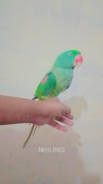 pahari parrot for sale
