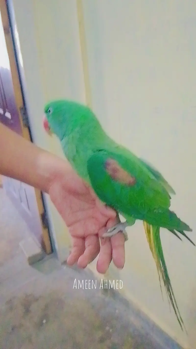 pahari parrot for sale — photo 2