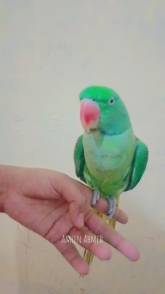 pahari parrot for sale — photo 3