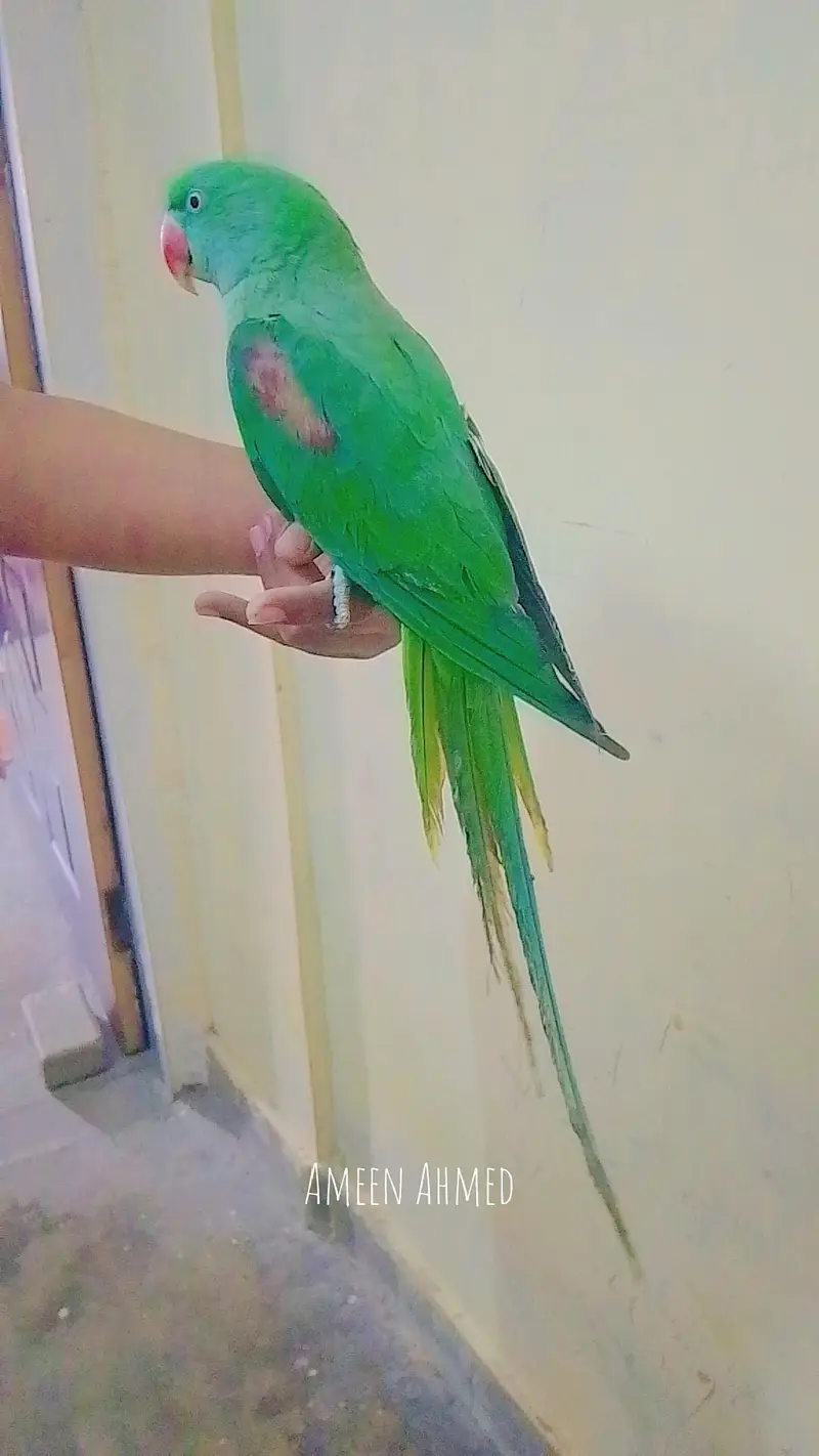 pahari parrot for sale — photo 4