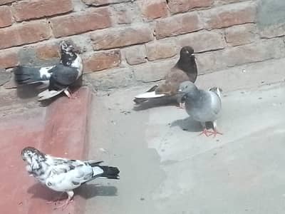 fancy kabootar to pair