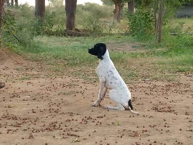 pointer