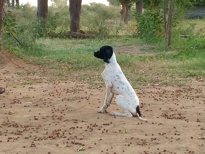 pointer 0