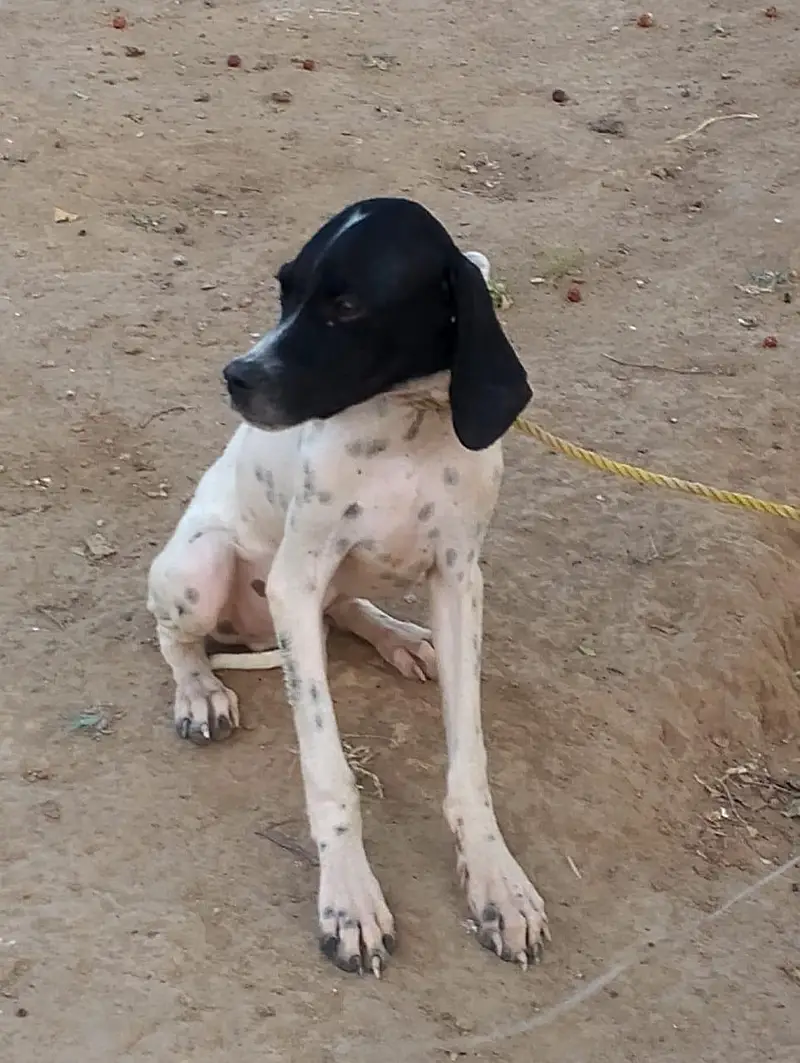 pointer — photo 2
