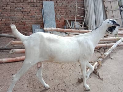 bakri and Bakra barbari peuor