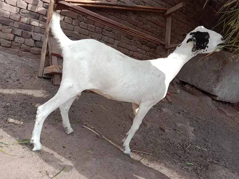 bakri and Bakra barbari peuor — photo 2
