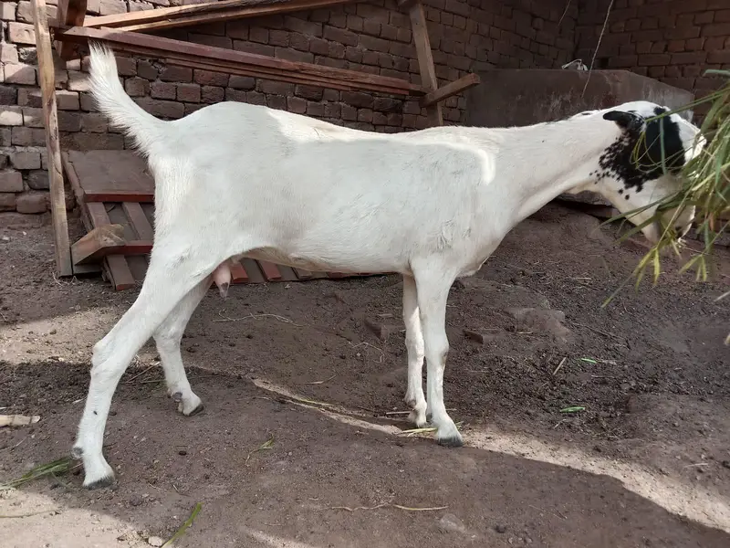 bakri and Bakra barbari peuor — photo 3