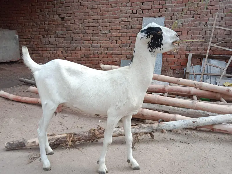 bakri and Bakra barbari peuor — photo 5