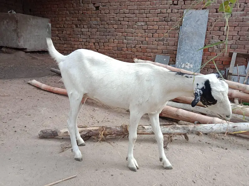 bakri and Bakra barbari peuor — photo 6