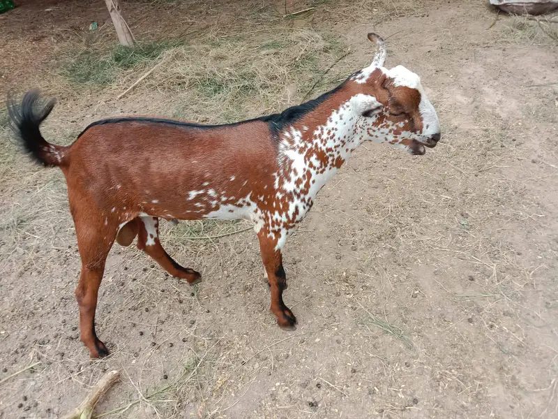 bakri and Bakra barbari peuor — photo 8