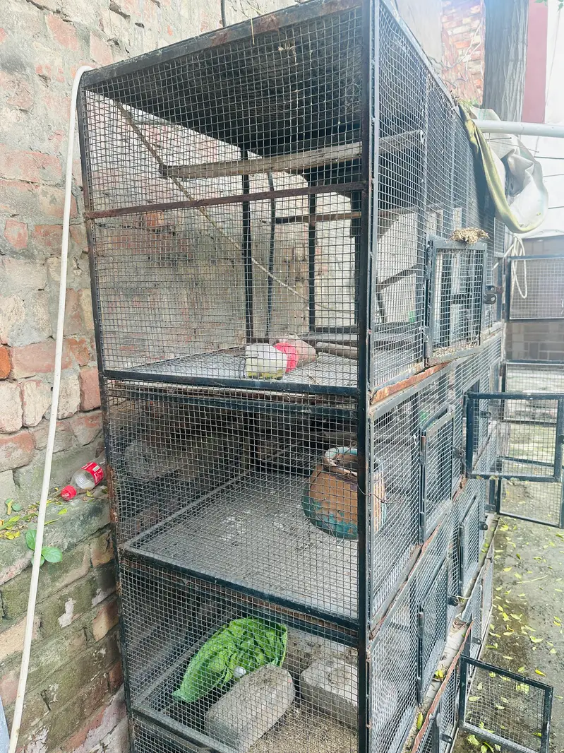 best cage for birds pinjra — photo 3