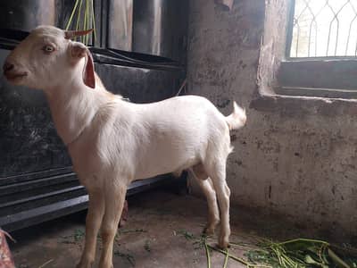serious customer rabta kary