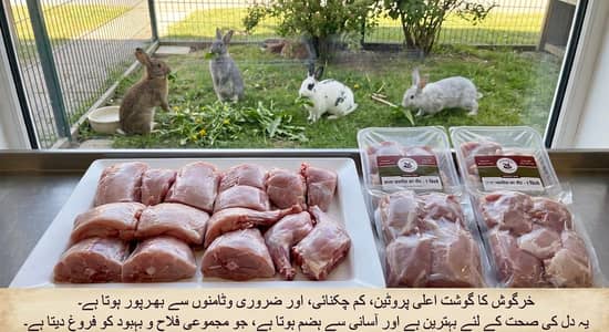Rabbit for sale 03002237358