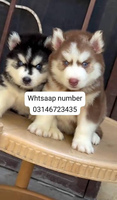 Siberian husky fore sale
