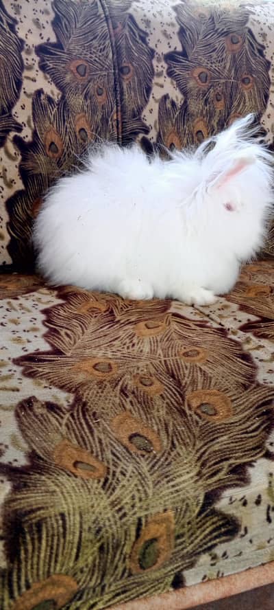 teddy bear female for sale