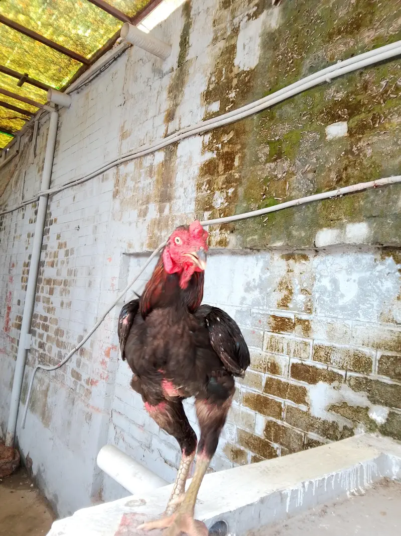 Thai + Pakistani cross — photo 2