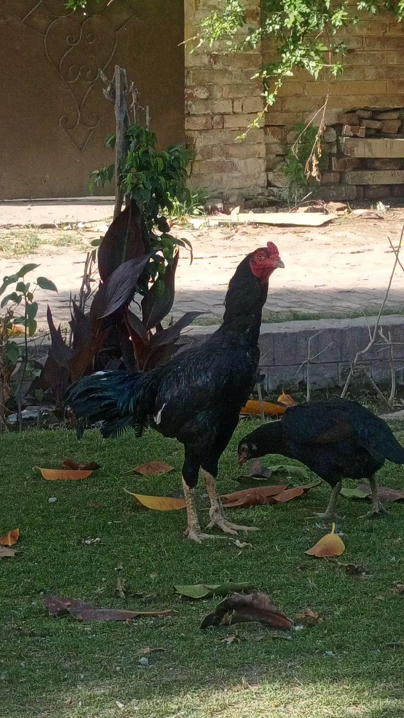 Thai + Pakistani cross — photo 7