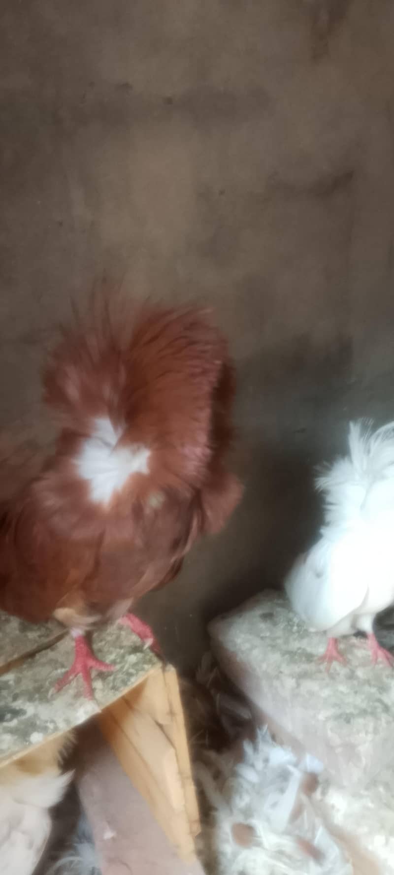 Jacobin pair breeding 1