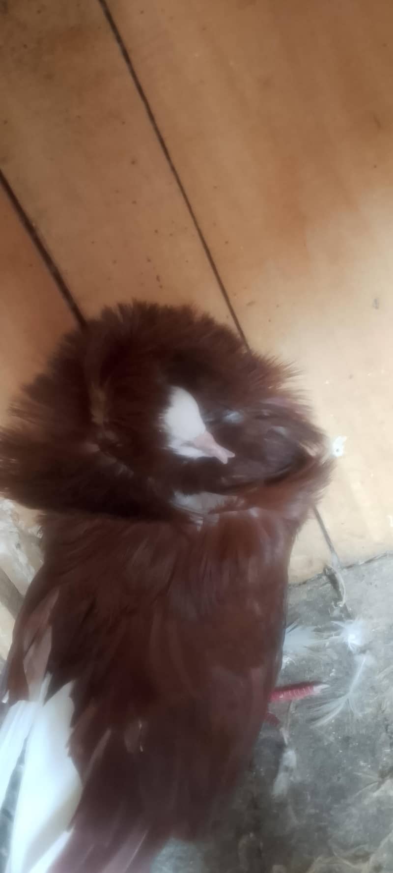 Jacobin pair breeding 2
