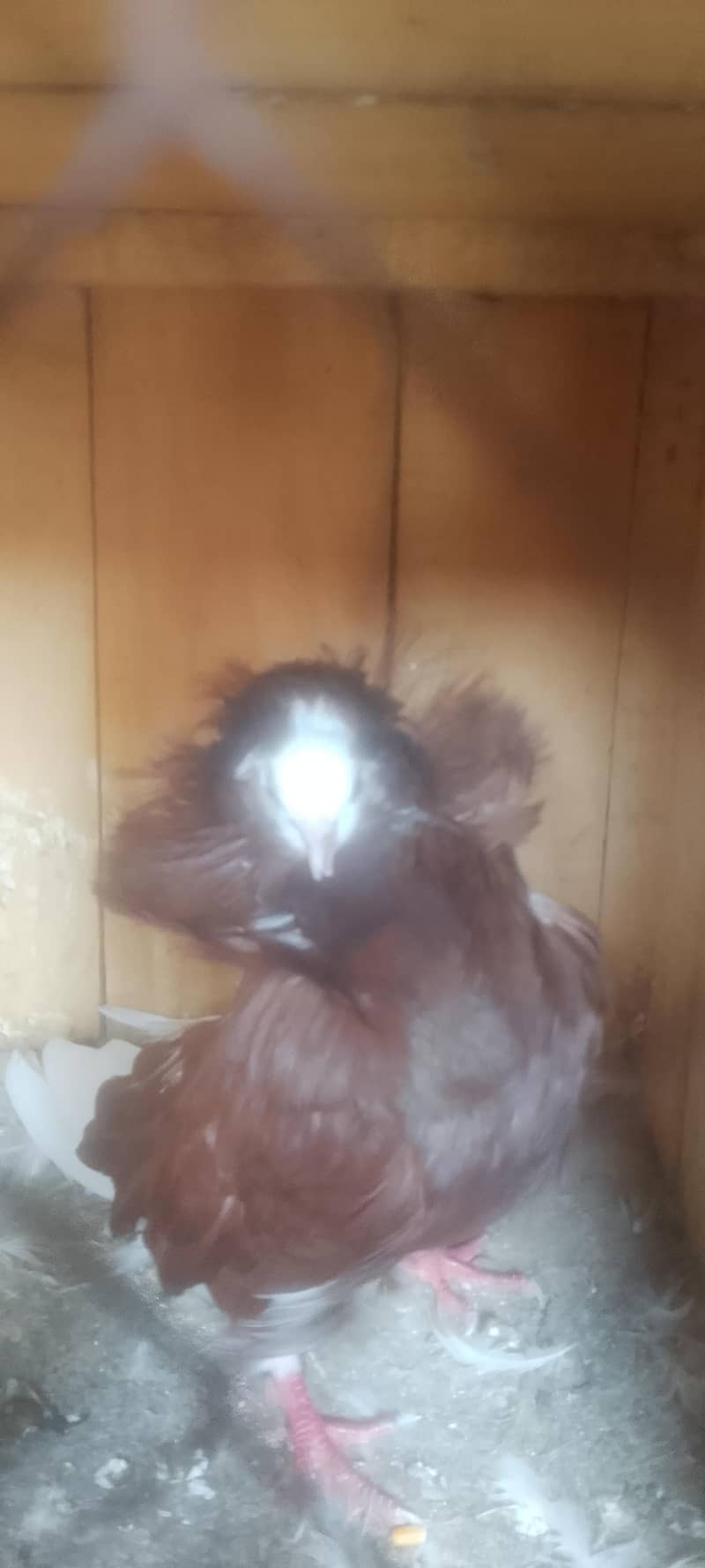 Jacobin pair breeding 3