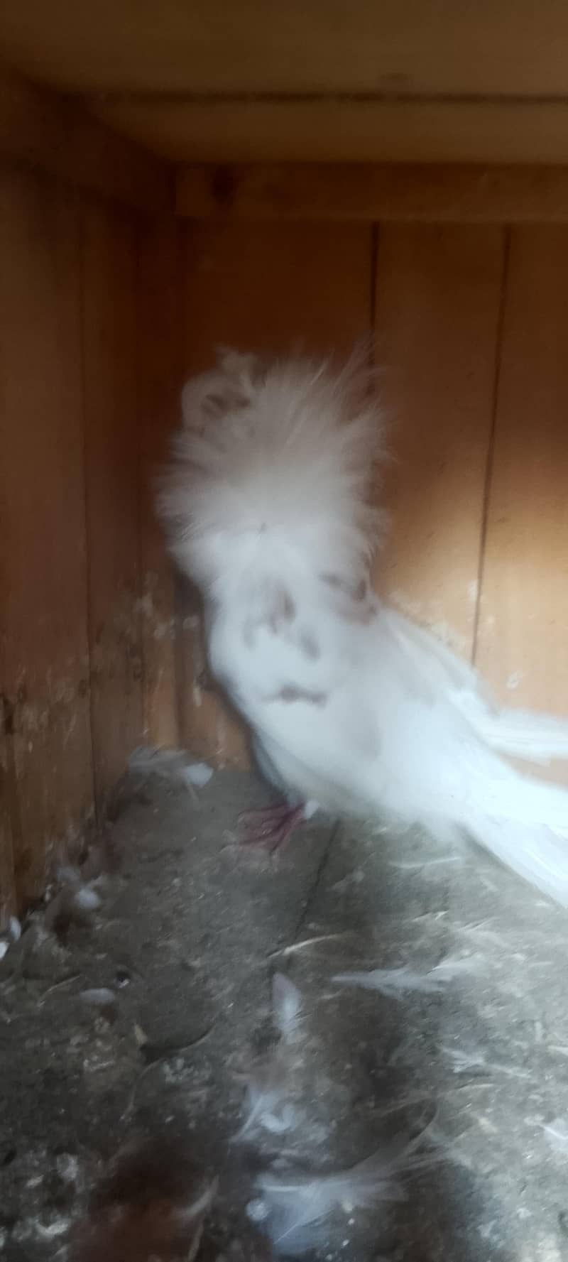 Jacobin pair breeding 4