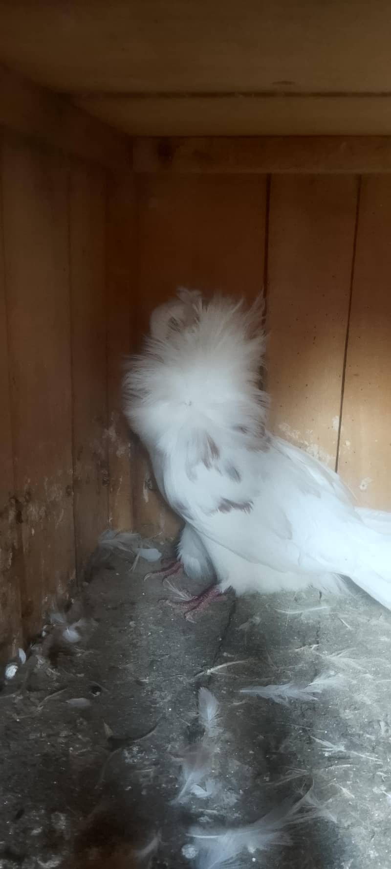 Jacobin pair breeding 5