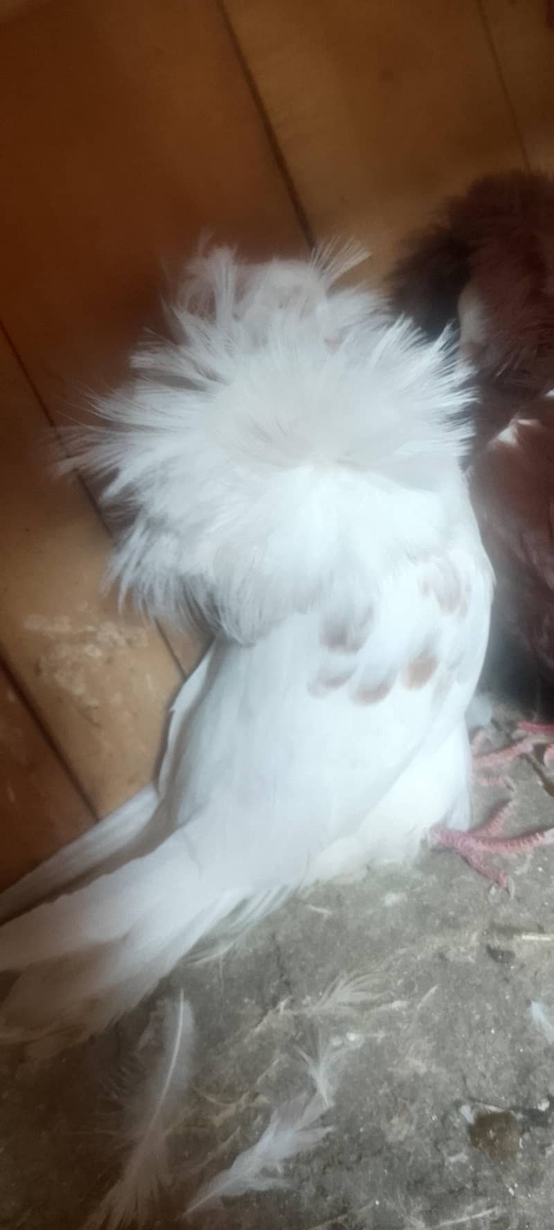 Jacobin pair breeding 6