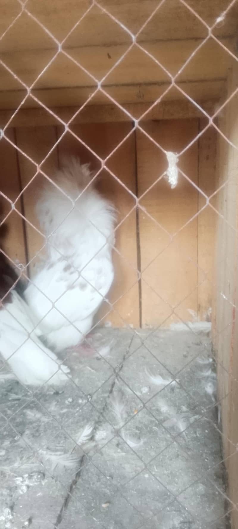 Jacobin pair breeding 7