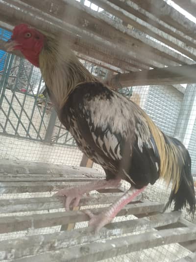 ya jawa hen ha ya bohat yoneq quality wale ches ha