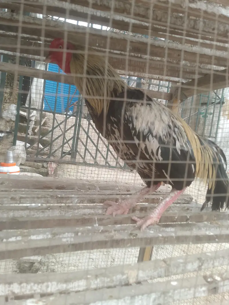 ya jawa hen ha ya bohat yoneq quality wale ches ha — photo 2