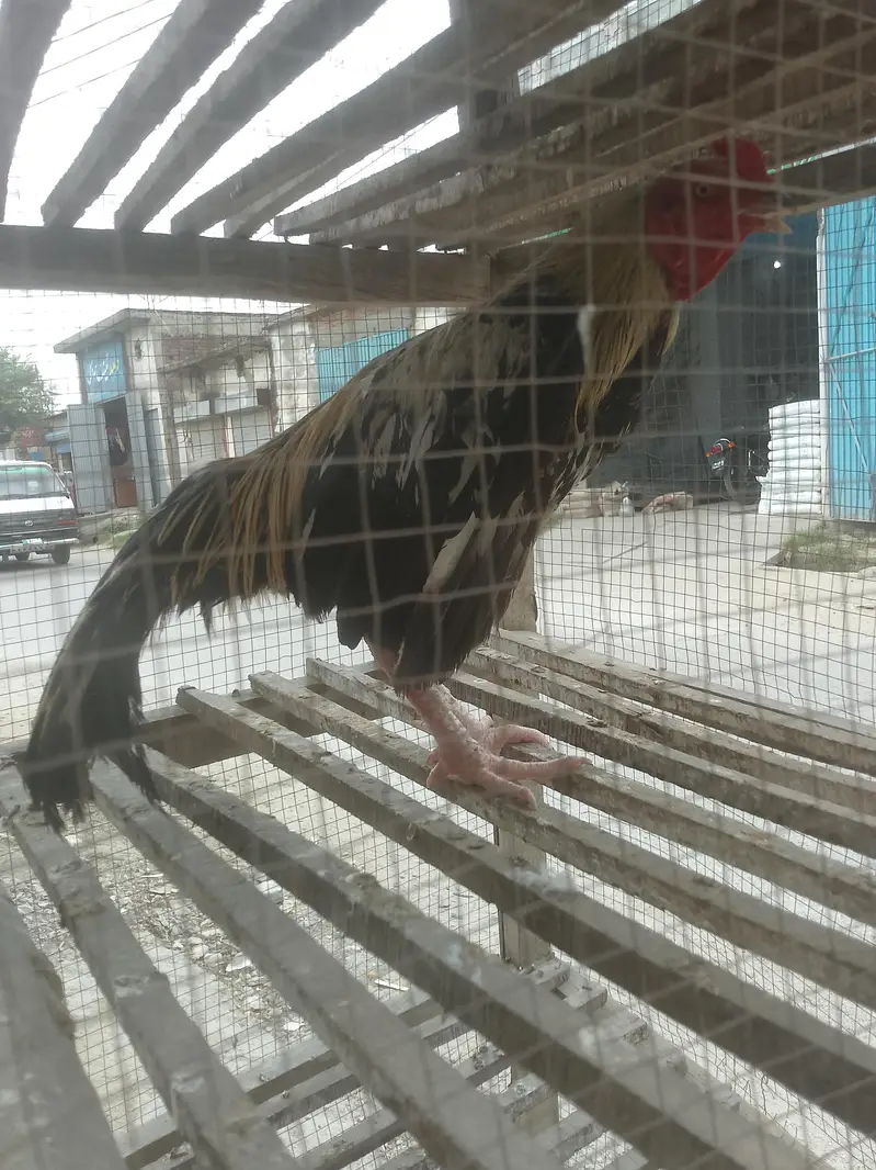 ya jawa hen ha ya bohat yoneq quality wale ches ha — photo 3