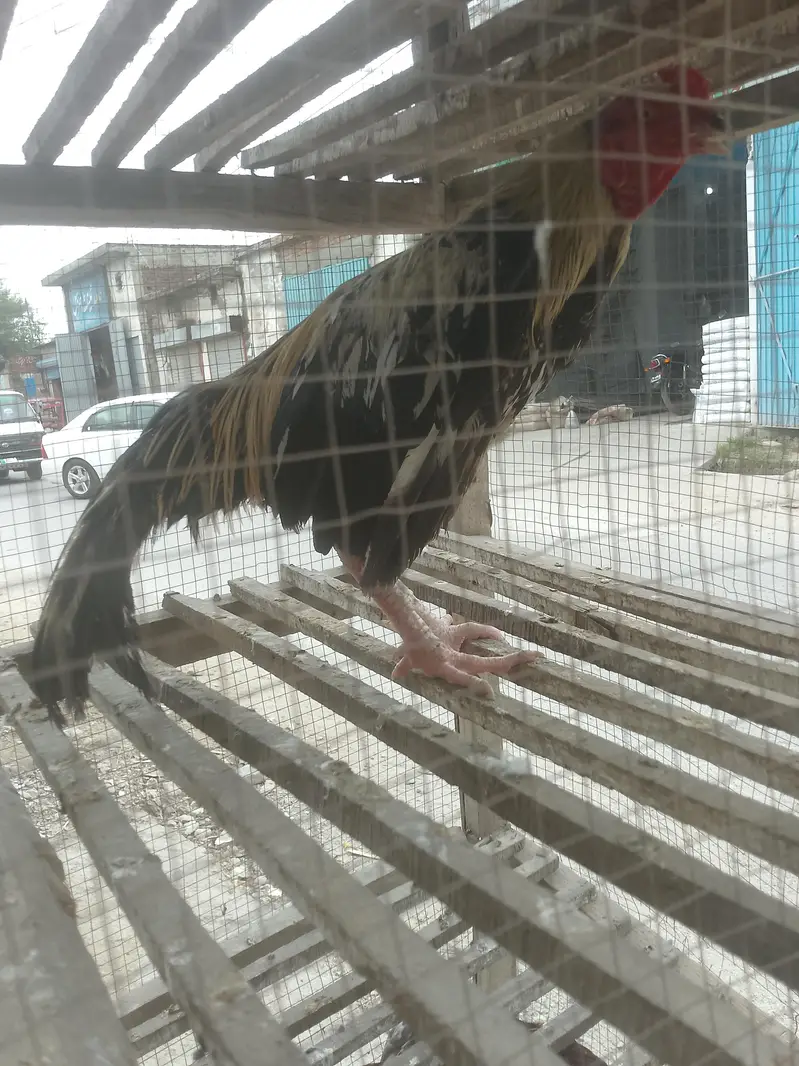 ya jawa hen ha ya bohat yoneq quality wale ches ha — photo 4