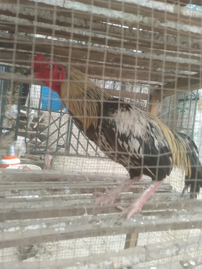 ya jawa hen ha ya bohat yoneq quality wale ches ha — photo 5