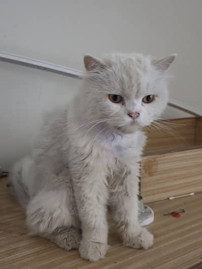 Male Cat for Adoption