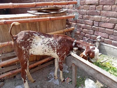 makhi cheeni bakri