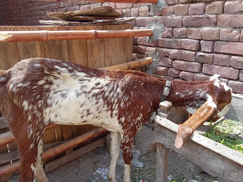 makhi cheeni path — photo 2
