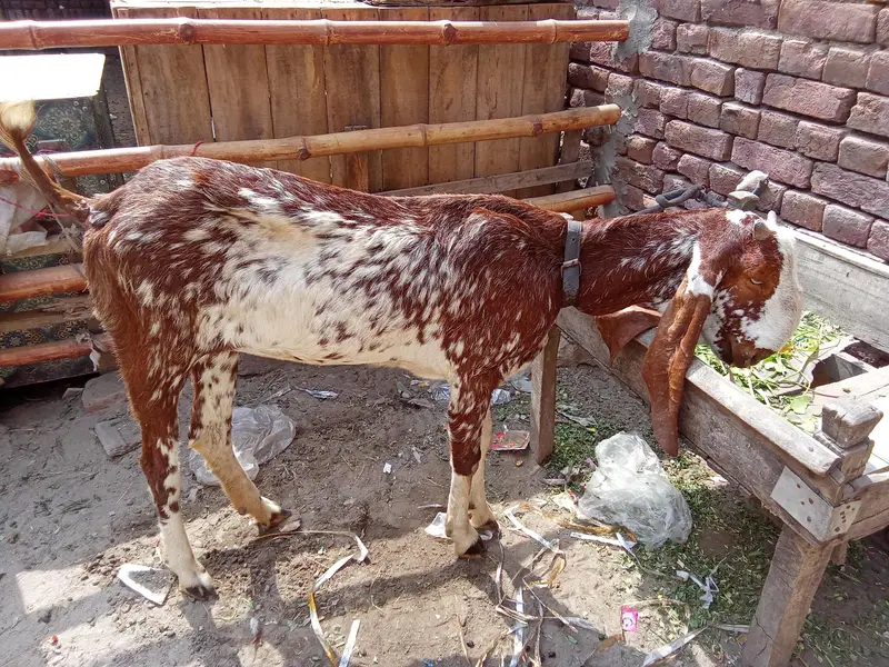 makhi cheeni path — photo 3