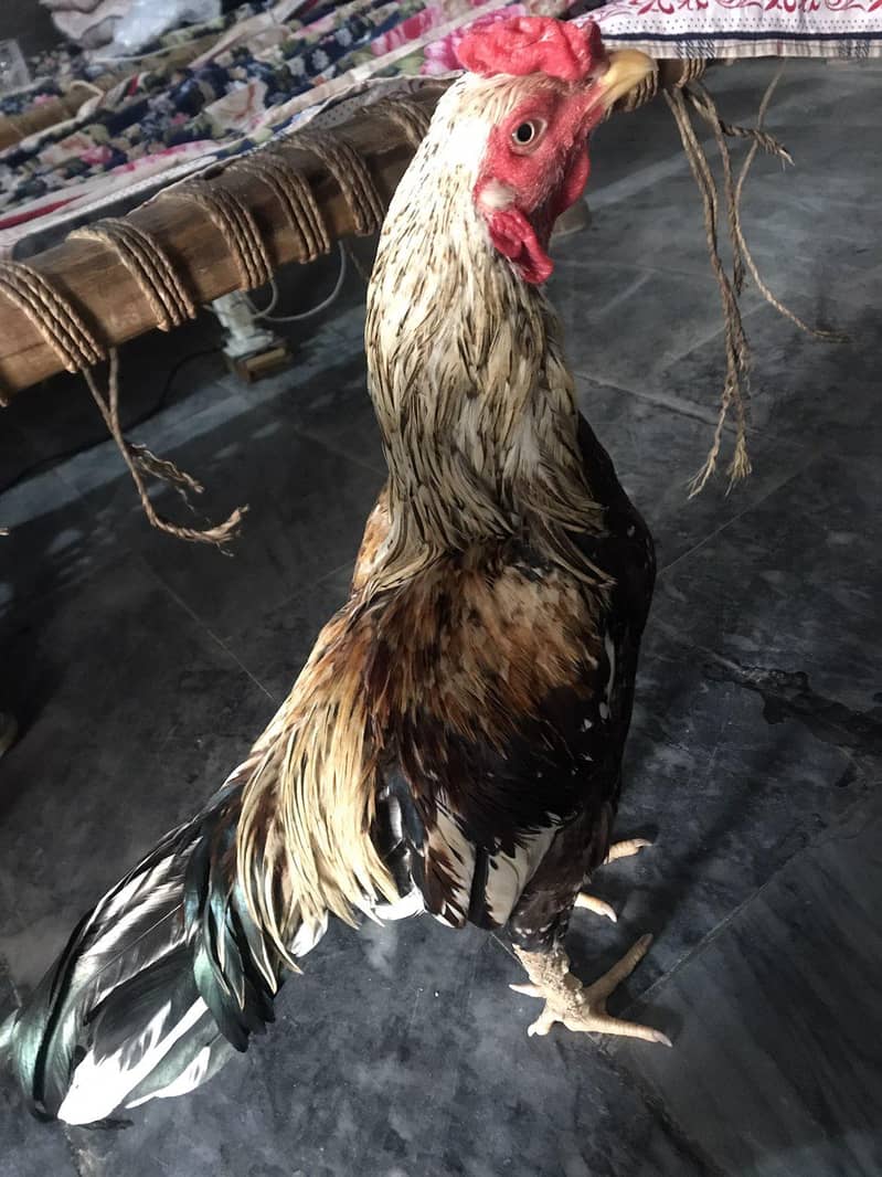 خالص اصیل مرغا — شاندار اور خوبصورت نسل 0