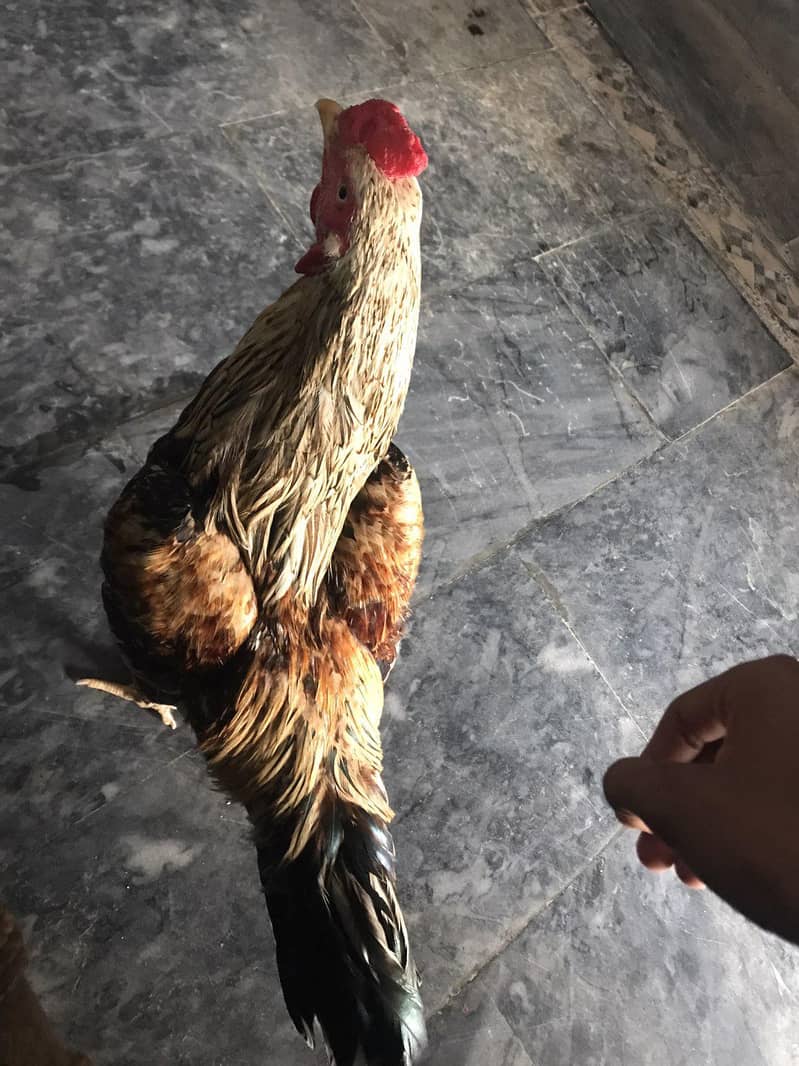 خالص اصیل مرغا — شاندار اور خوبصورت نسل 1
