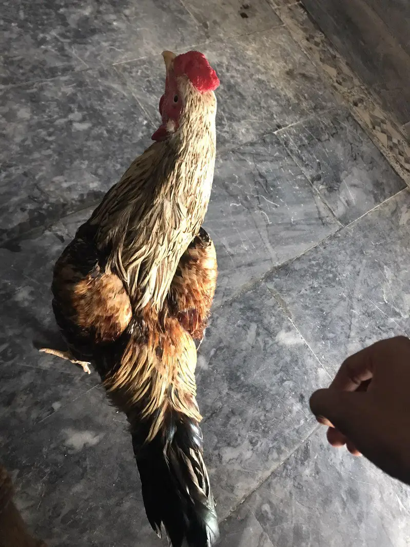 خالص اصیل مرغا — شاندار اور خوبصورت نسل — photo 2
